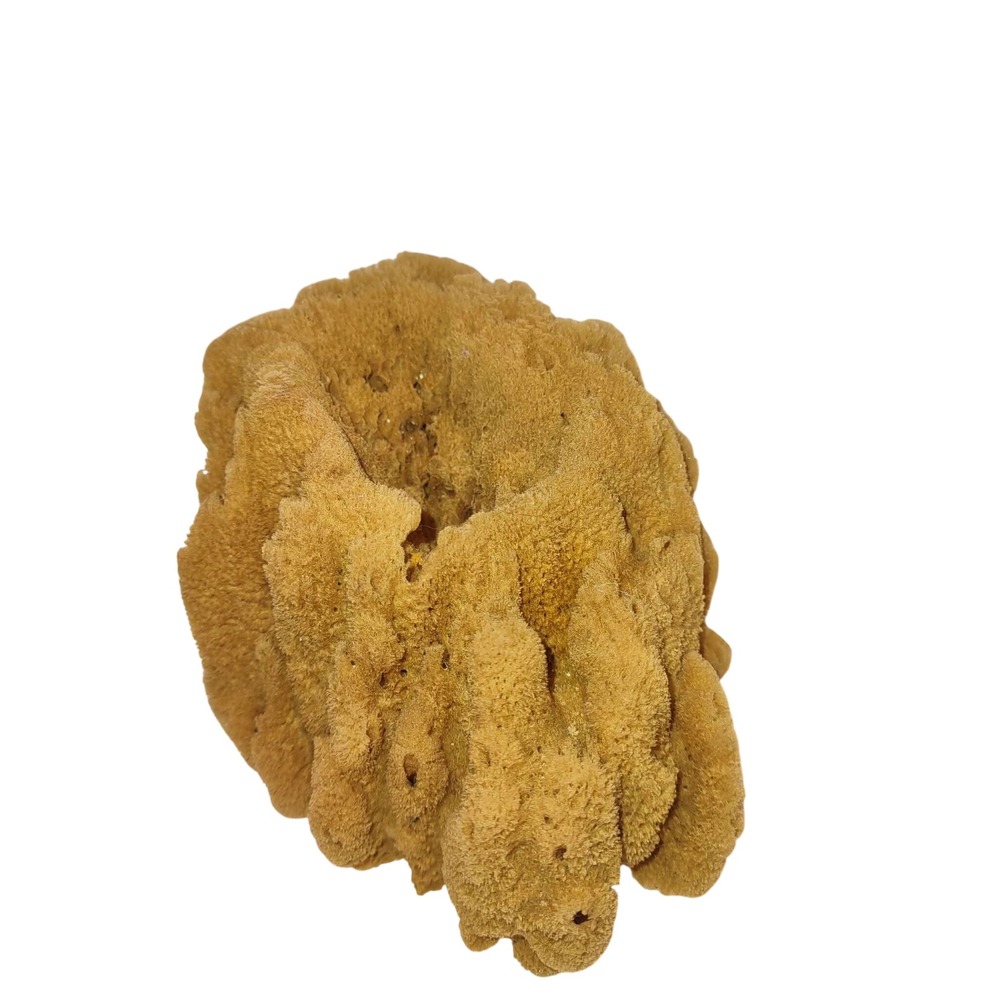 Natural Wool Sea Sponge Specimen Bath Art Decor 6.5 x 5 x 4" Centerpiece Bowl
